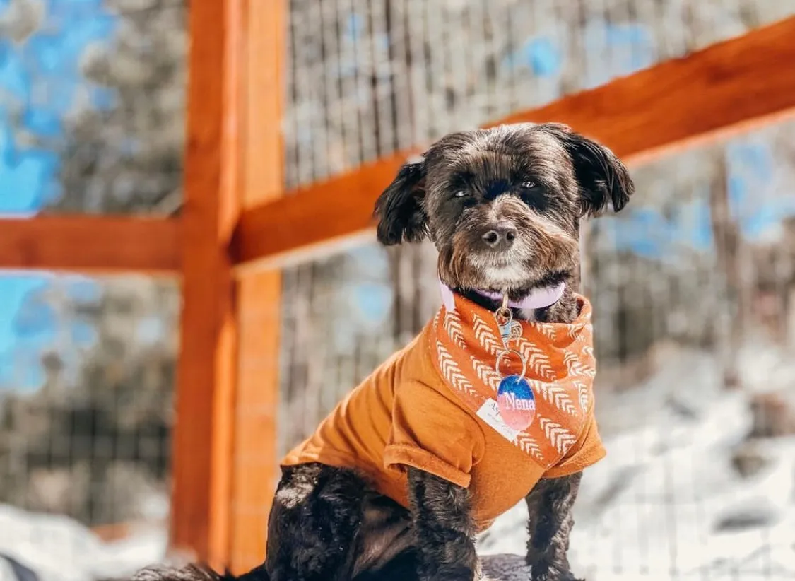 Fern Dog Bandana