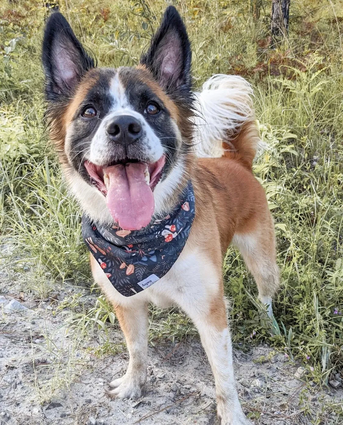 Fun Guy (Mushroom ) Dog Bandana