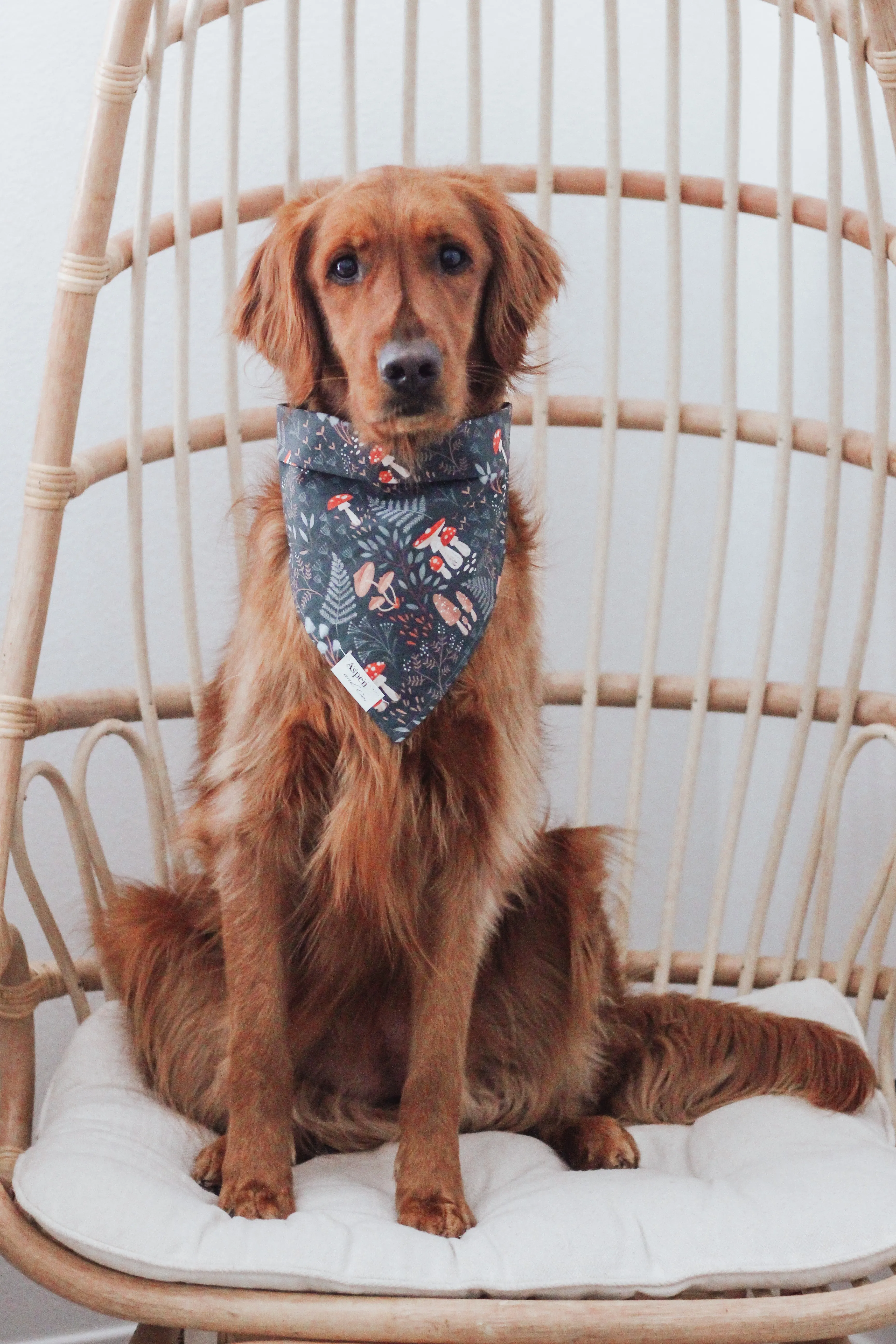 Fun Guy (Mushroom ) Dog Bandana