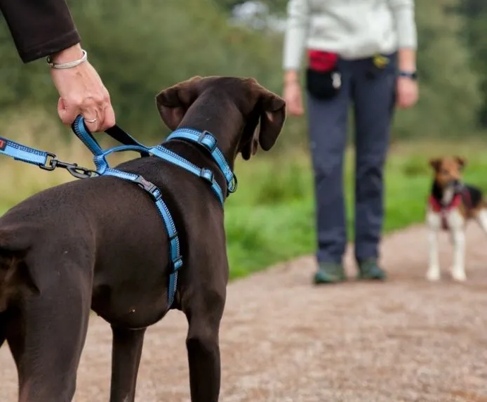 Halti Walking Dog Harness Red