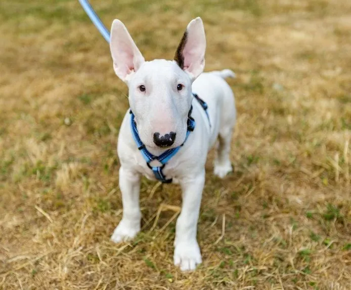 Halti Walking Dog Harness Red