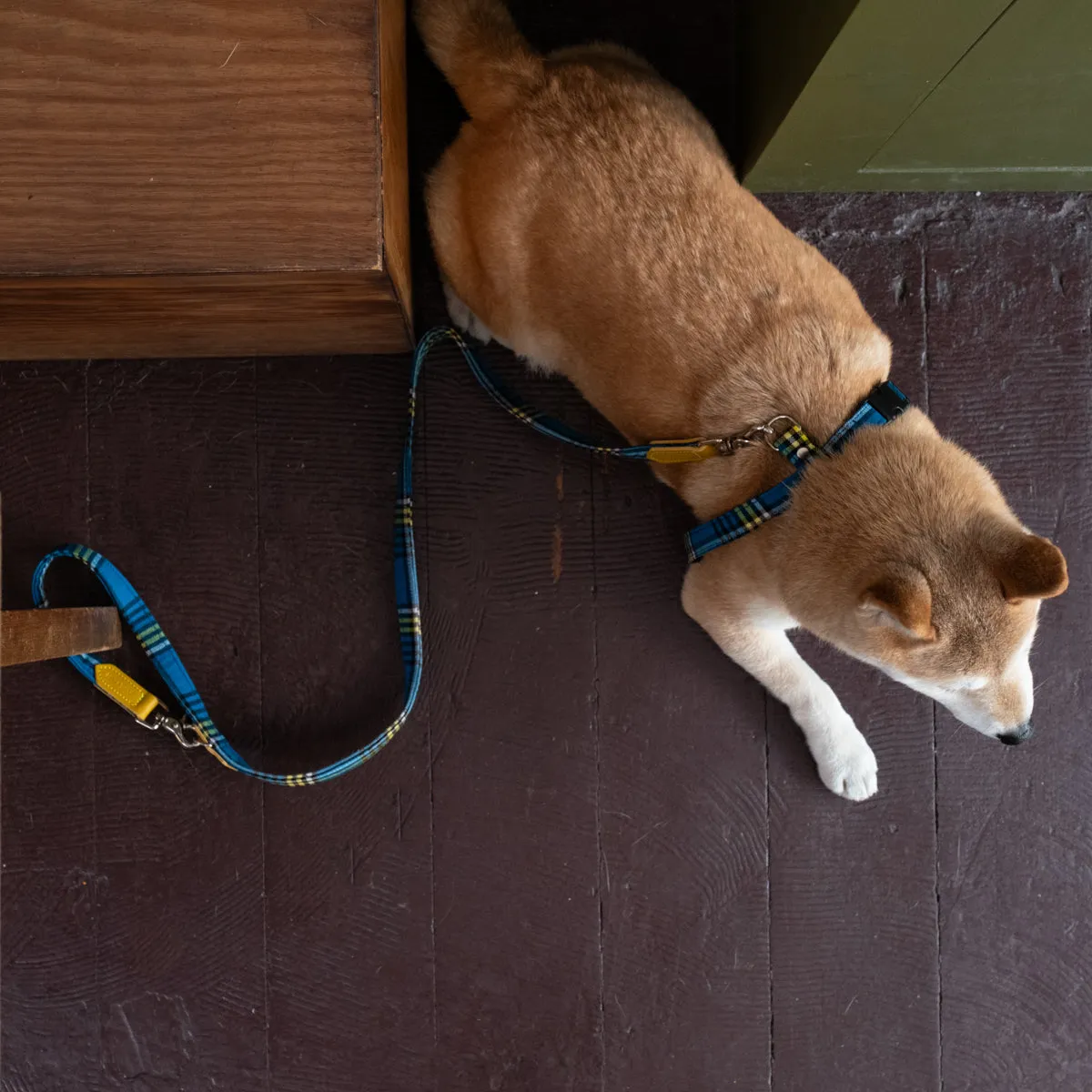 Shuka Blue Café Dog Lead